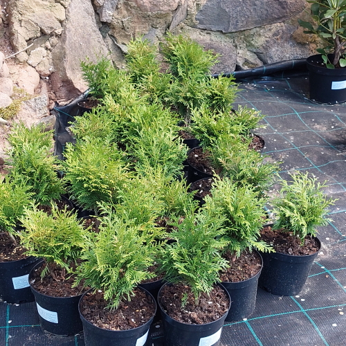 Künka Taimeaed – Harilik elupuu 'Danica' Thuja occidentalis 'Danica'