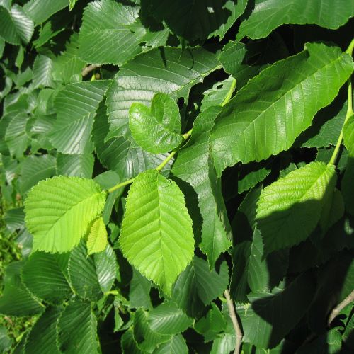 Künka Taimeaed – Harilik jalakas Ulmus glabra